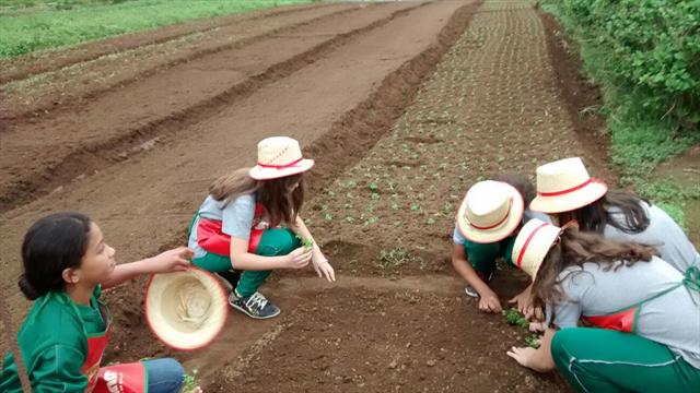 Caminho da roça