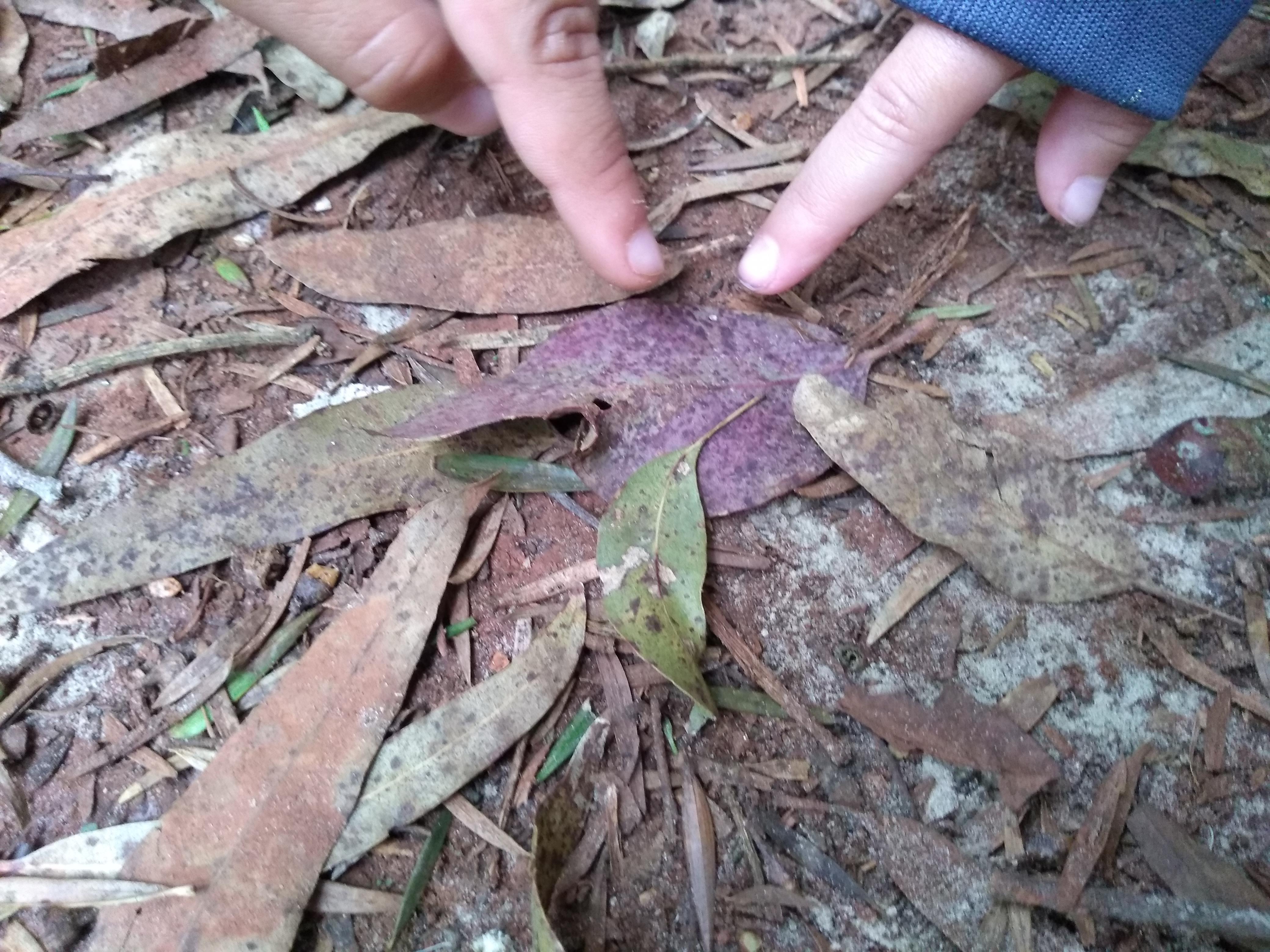 Experiência no Integral