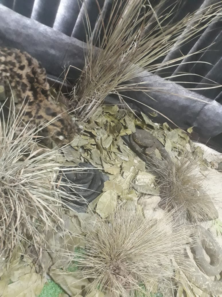 Museu em que as obras de arte são os animais.