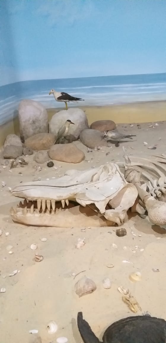 Museu em que as obras de arte são os animais.