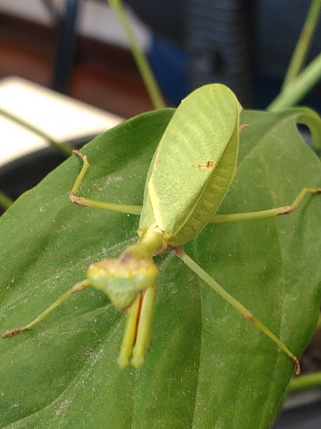 Projeto: Que bicho é esse?