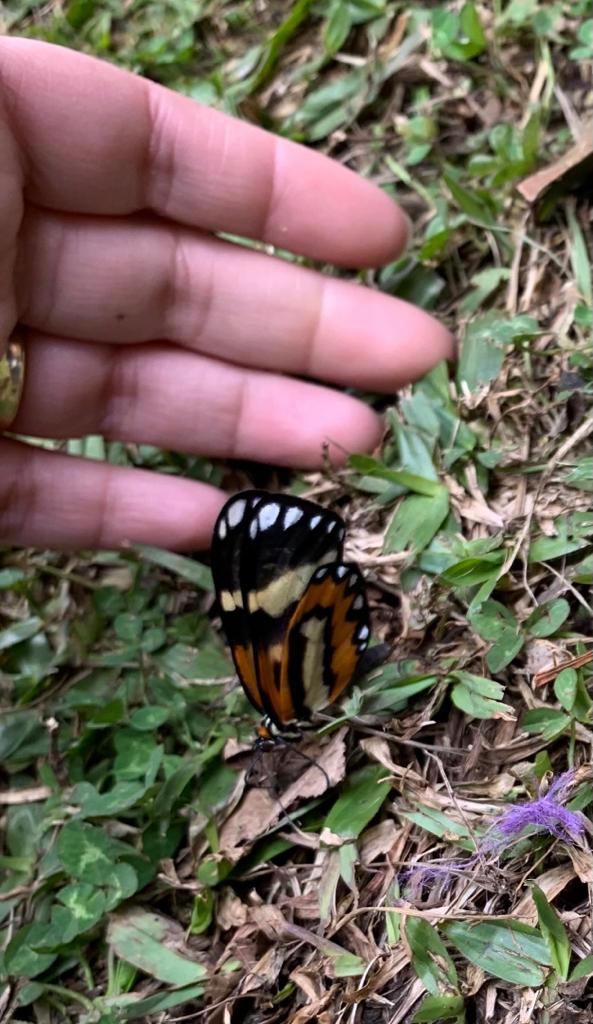 Borboleta