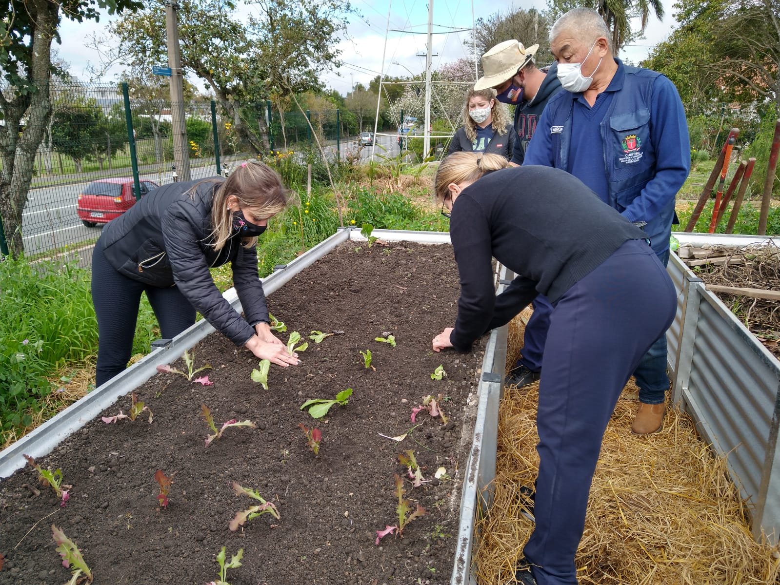Plantando as mudas