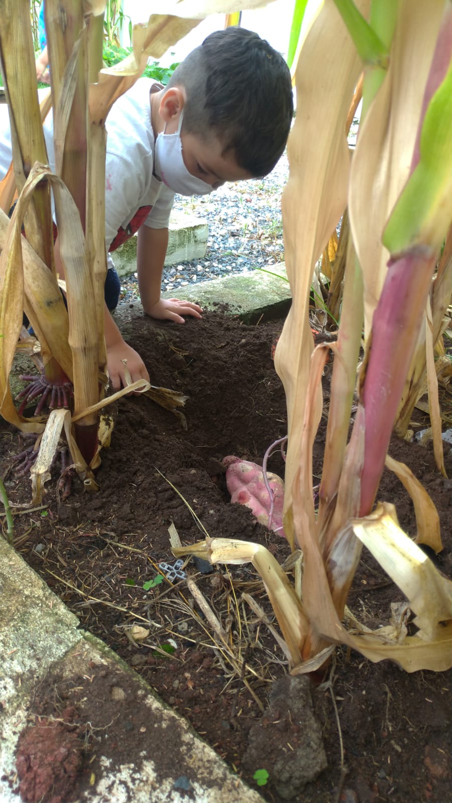 PROJETO HORTA - JARDINS DE MEL