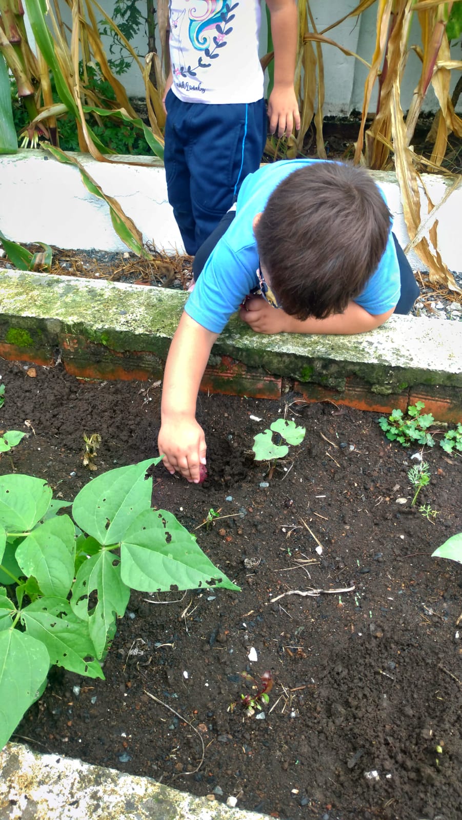 PROJETO HORTA - JARDINS DE MEL