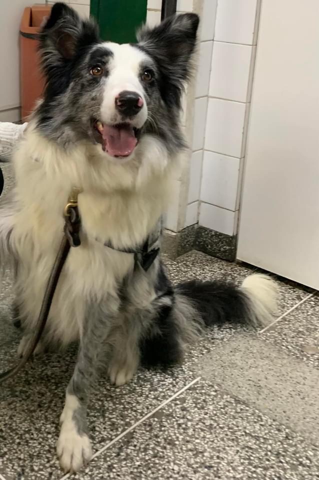Cão Amigo